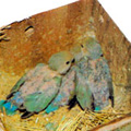 Cria de Agapornis: Material de nidificació