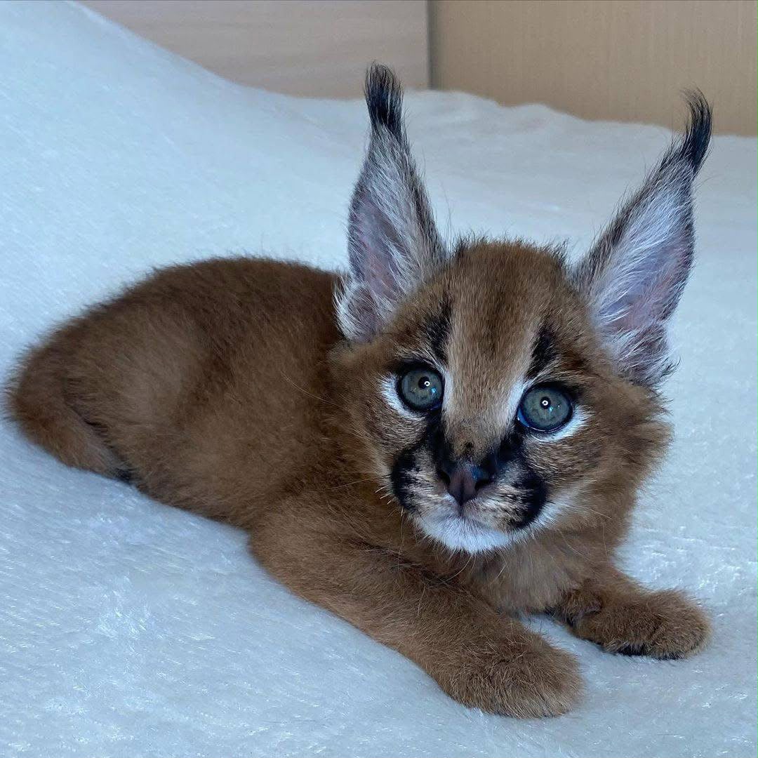 Ofrecemos gatitos Savannah, serval y caracal. - foto 3