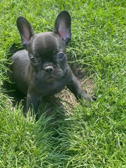 Cachorros de Bulldog Francés - foto 2