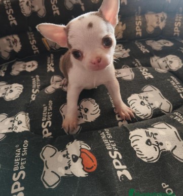 🐕Cachorro  chihuahua toy 🐕  - foto 3