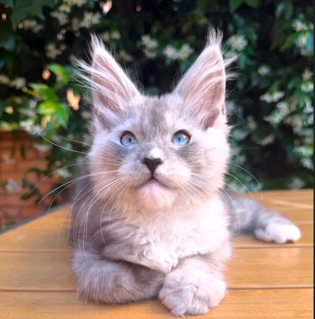 4 adorable Maine Coons for adoption  - foto 2